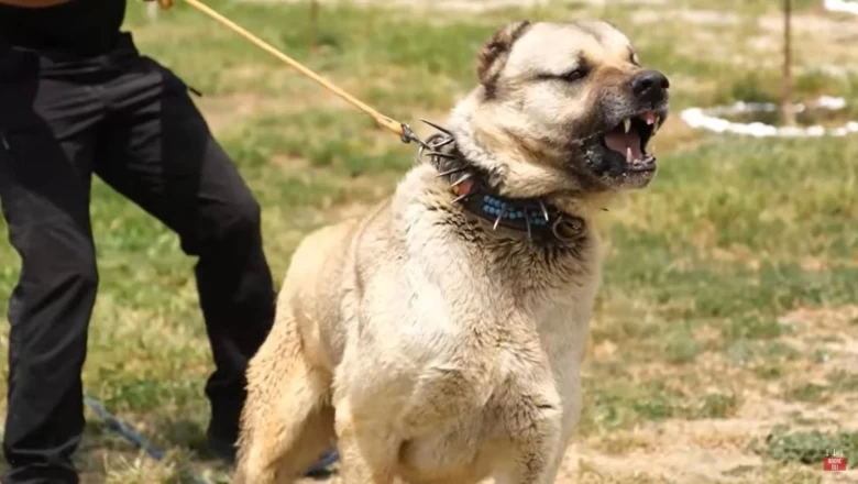 Çoban Köpekleri ve Kangallar Kurdun peşinde